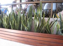 Kwikfynd Indoor Planting
pureba
