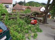 Kwikfynd Tree Cutting Services
pureba