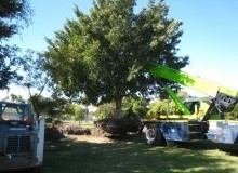 Kwikfynd Tree Management Services
pureba