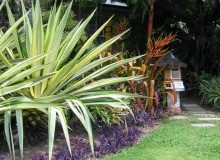 Kwikfynd Tropical Landscaping
pureba